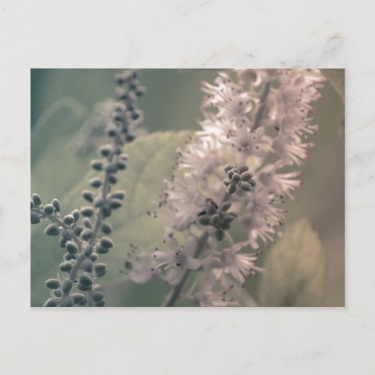 マウンテンホリーはがき ポストカード (正面)