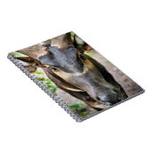 マウンテンボンゴアンテロープ ノートブック (右側)