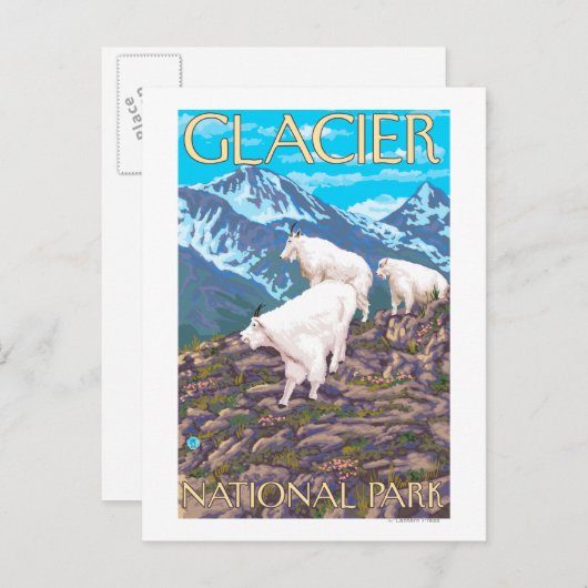 マウンテンヤギのシーン – 氷河の国立公園、 ポストカード (正面/裏面)