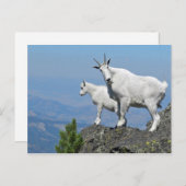 マウンテンヤギ白い野生生物写真 ポストカード (正面/裏面)