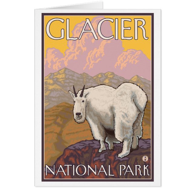 マウンテンヤギ – Glacier National Park, MT (正面)