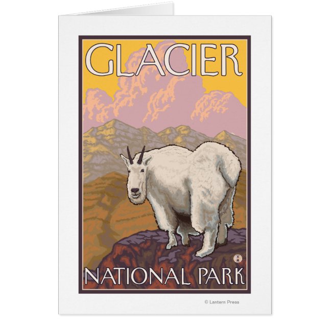 マウンテンヤギ – Glacier National Park, MT (正面)