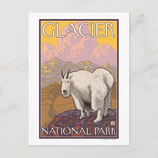 マウンテンヤギ – Glacier National Park, MT ポストカード (正面)
