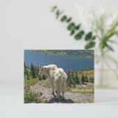 マウンテンヤギatグレイシャナショナルパーク ポストカード (スタンド正面)