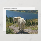 マウンテンヤギatグレイシャナショナルパーク ポストカード (正面/裏面)