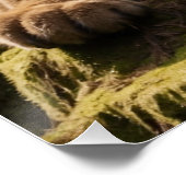 マウンテンライオンとアットアロックプール ポスター (コーナー)