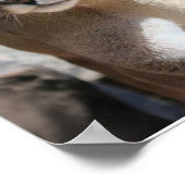 マウンテンライオンのポスター ポスター (角)