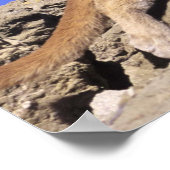 マウンテンライオンオンオンザストーカープリント ポスター (角)