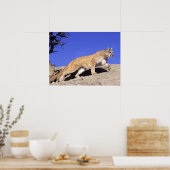 マウンテンライオンオンオンザストーカープリント ポスター (キッチン)