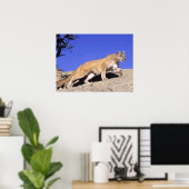 マウンテンライオンオンオンザストーカープリント ポスター (ホームオフィス)