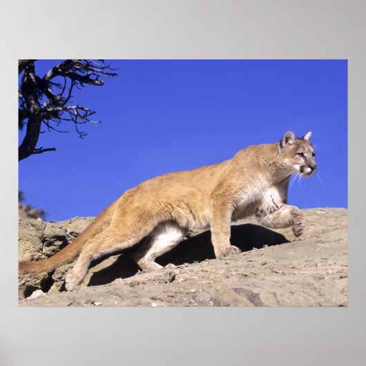 マウンテンライオンオンオンザストーカープリント ポスター (正面)