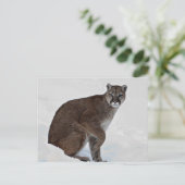 マウンテンライオンオンザゴー ポストカード (スタンド正面)