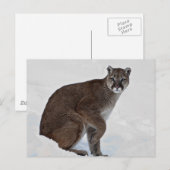 マウンテンライオンオンザゴー ポストカード (正面/裏面)