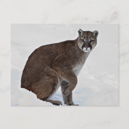 マウンテンライオンオンザゴー ポストカード (正面)