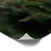 マウンテンライオンオンザルックアウト ポスター (角)