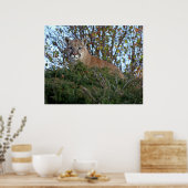 マウンテンライオンオンザルックアウト ポスター (キッチン)