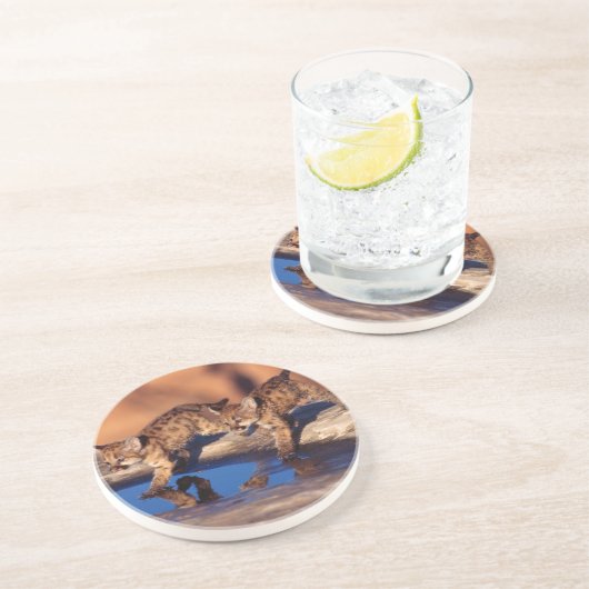 マウンテンライオンキューブストーンコースター コースター (側面)