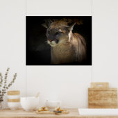 マウンテンライオンクーガー大きな猫野生動物ポスター ポスター (キッチン)