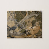 マウンテンライオン、アカピュマ、クーガー、プーマ色、2 ジグソーパズル (横)