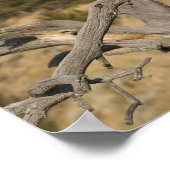 マウンテンライオン、アカピュマ、クーガー、プーマ色、2 ポスター (角)