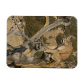 マウンテンライオン、アカピュマ、クーガー、プーマ色、2 マグネット (横)