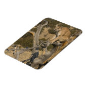 マウンテンライオン、アカピュマ、クーガー、プーマ色、2 マグネット (左側)