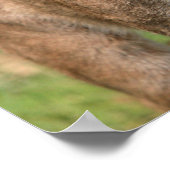 マウンテンライオン、クーガー ポスター (角)