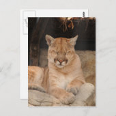 マウンテンライオン ポストカード (正面/裏面)