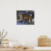 マウンテンライオン、別名プマ、クーガー、プマ・コンカラー、 ポスター (キッチン)