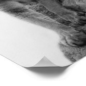 マウンテンライオンin白黒 ポスター (角)