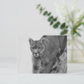 マウンテンライオンin白黒 ポストカード (スタンド正面)