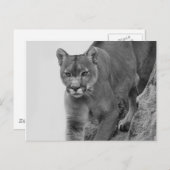 マウンテンライオンin白黒 ポストカード (正面/裏面)