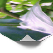 マウンテンリンゴ ポスター (角)