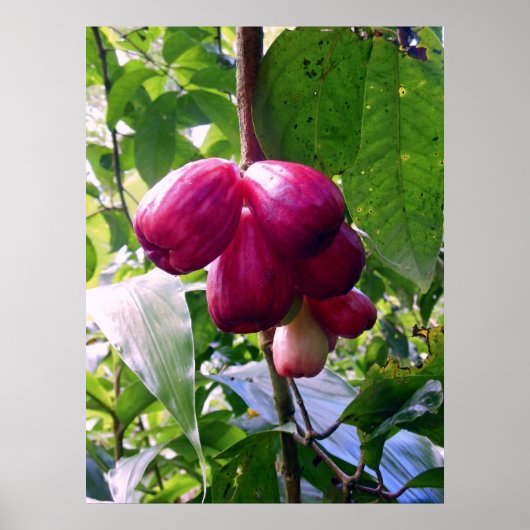 マウンテンリンゴ ポスター (正面)