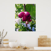 マウンテンリンゴ ポスター (キッチン)