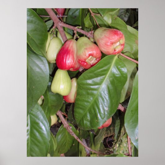 マウンテンリンゴII ポスター (正面)