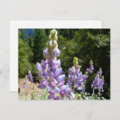 マウンテンルパンアットヨセミテ (正面/裏面)