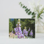 マウンテンルパンアットヨセミテ ポストカード (スタンド正面)