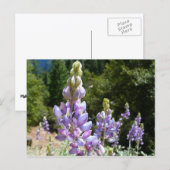 マウンテンルパンアットヨセミテ ポストカード (正面/裏面)