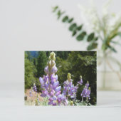 マウンテンルパンアットヨセミテ ポストカード (スタンド正面)