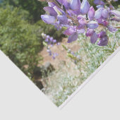 マウンテンルパンアットヨセミテ 薄葉紙 (詳細)