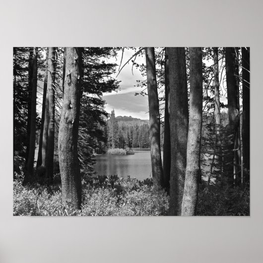 マウンテンレイク、フォレスト、白黒 ポスター (正面)