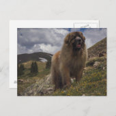 マウンテンレオンベルガー ポストカード (正面/裏面)