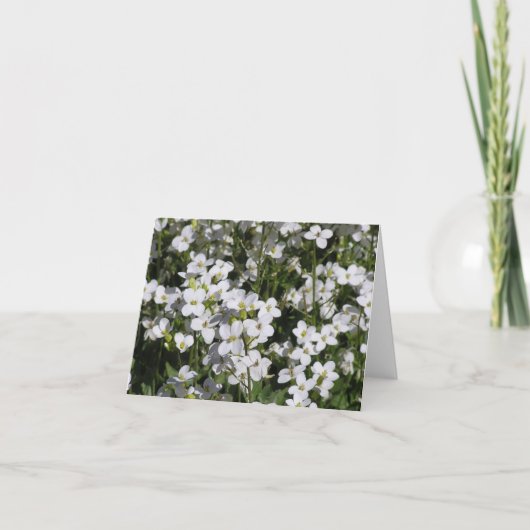 マウンテンロッククレス(Arabis alpina)カード シーズンカード (正面)