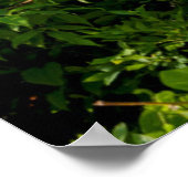 マウンテンローレルアットサンライズ ポスター (角)