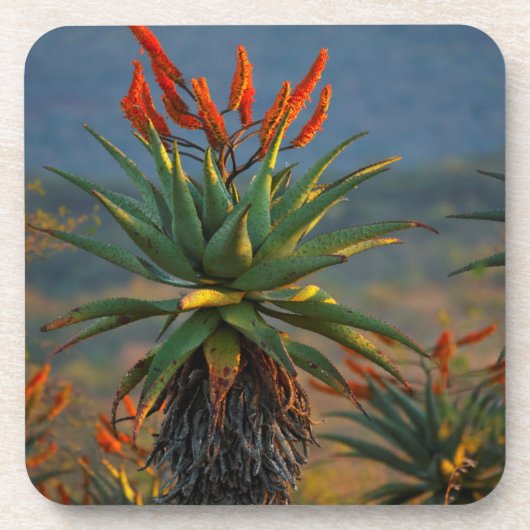 マウンテン・アロエ (Aloe Marlothii Berger) 2 コースター (正面)