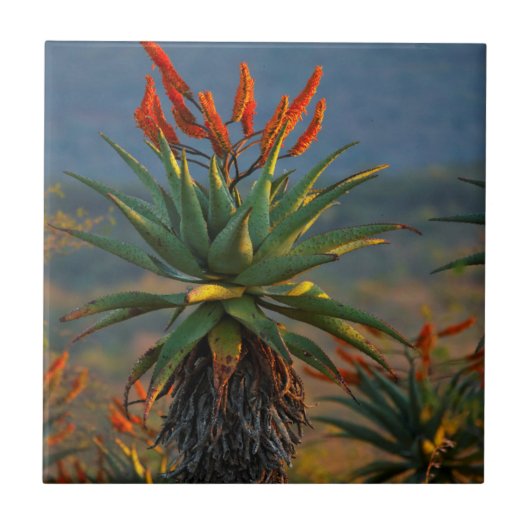 マウンテン・アロエ (Aloe Marlothii Berger) 2 タイル (正面)