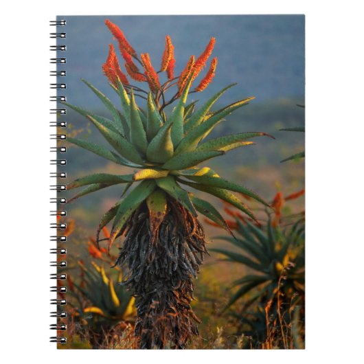 マウンテン・アロエ (Aloe Marlothii Berger) 2 ノートブック (正面)