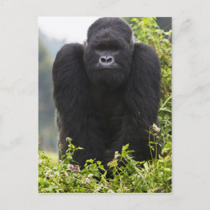 マウンテン・ゴリラおよびSilverback ポストカード