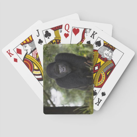 マウンテン・ゴリラおよびSilverback 3 トランプ (裏面)